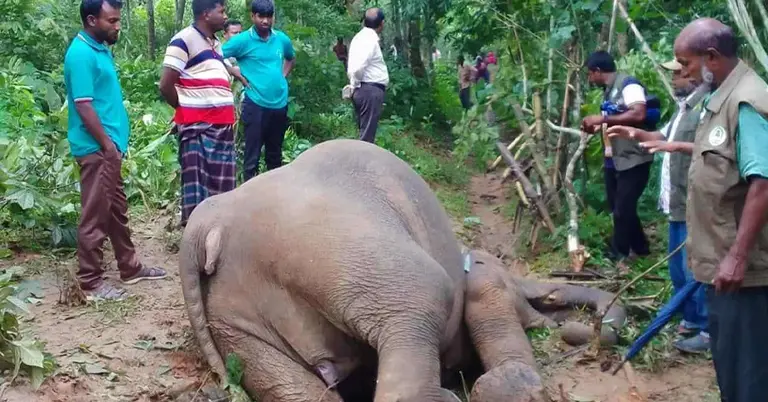 মৃত  বন্য হাতি
